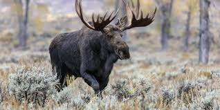 moose