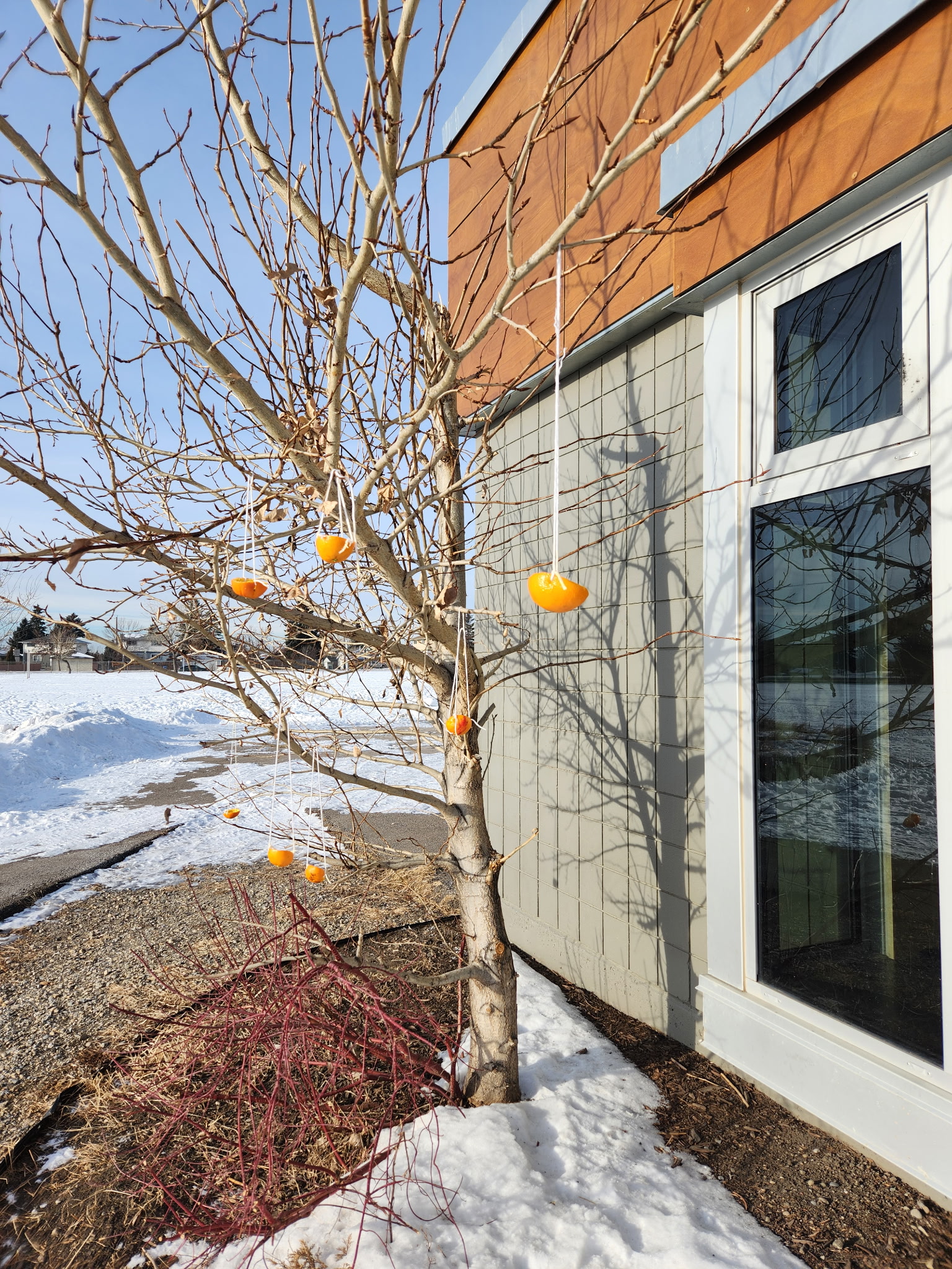 oranges