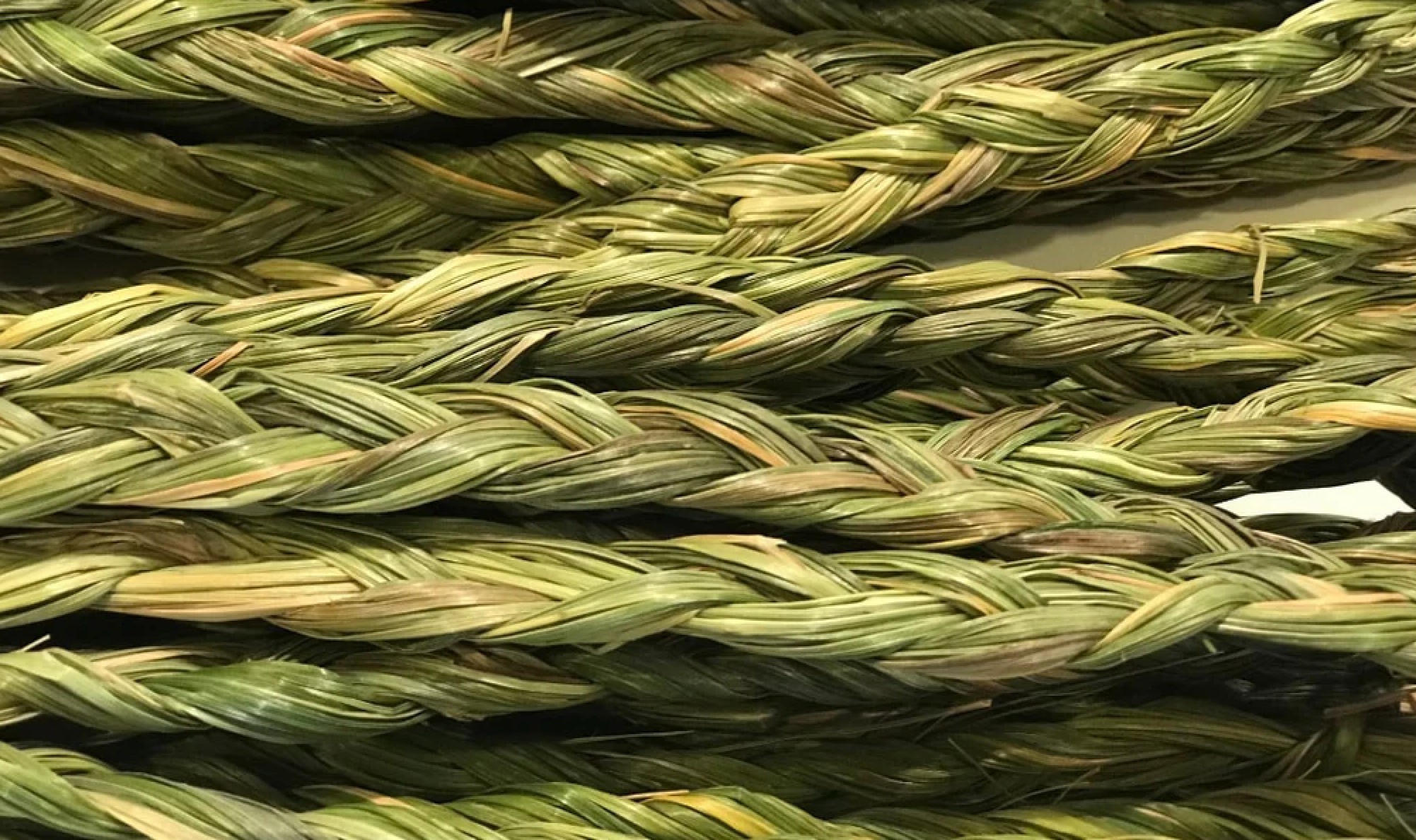 Sweetgrass
