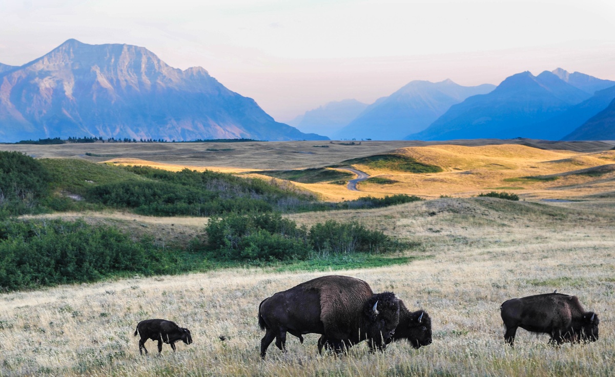 Buffalo, Prairies, Mountains, 