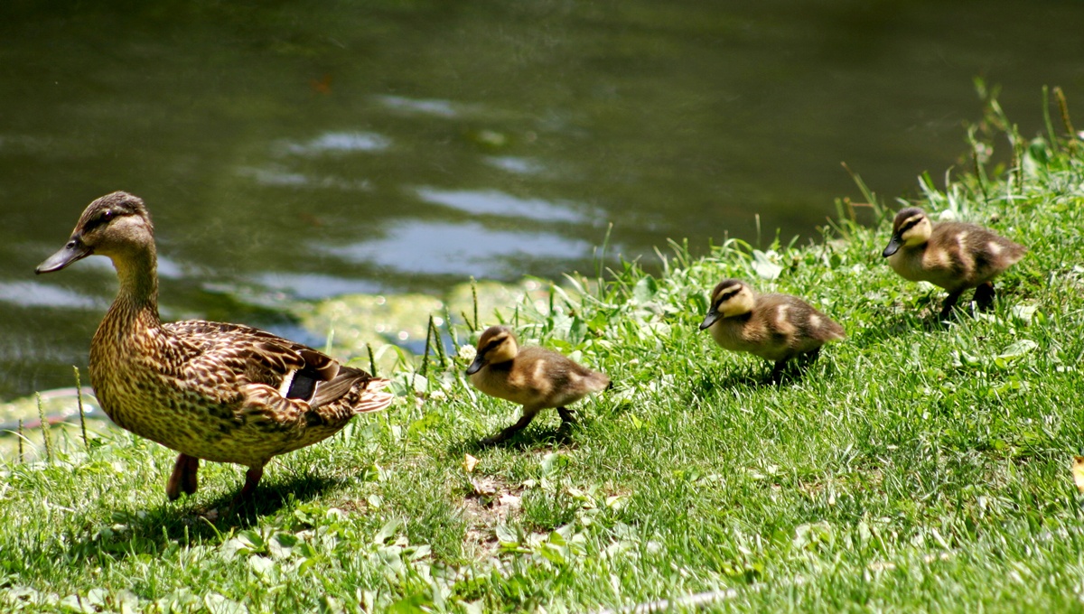 Ducks, Leader, Follow, Leading, Following, Leadership