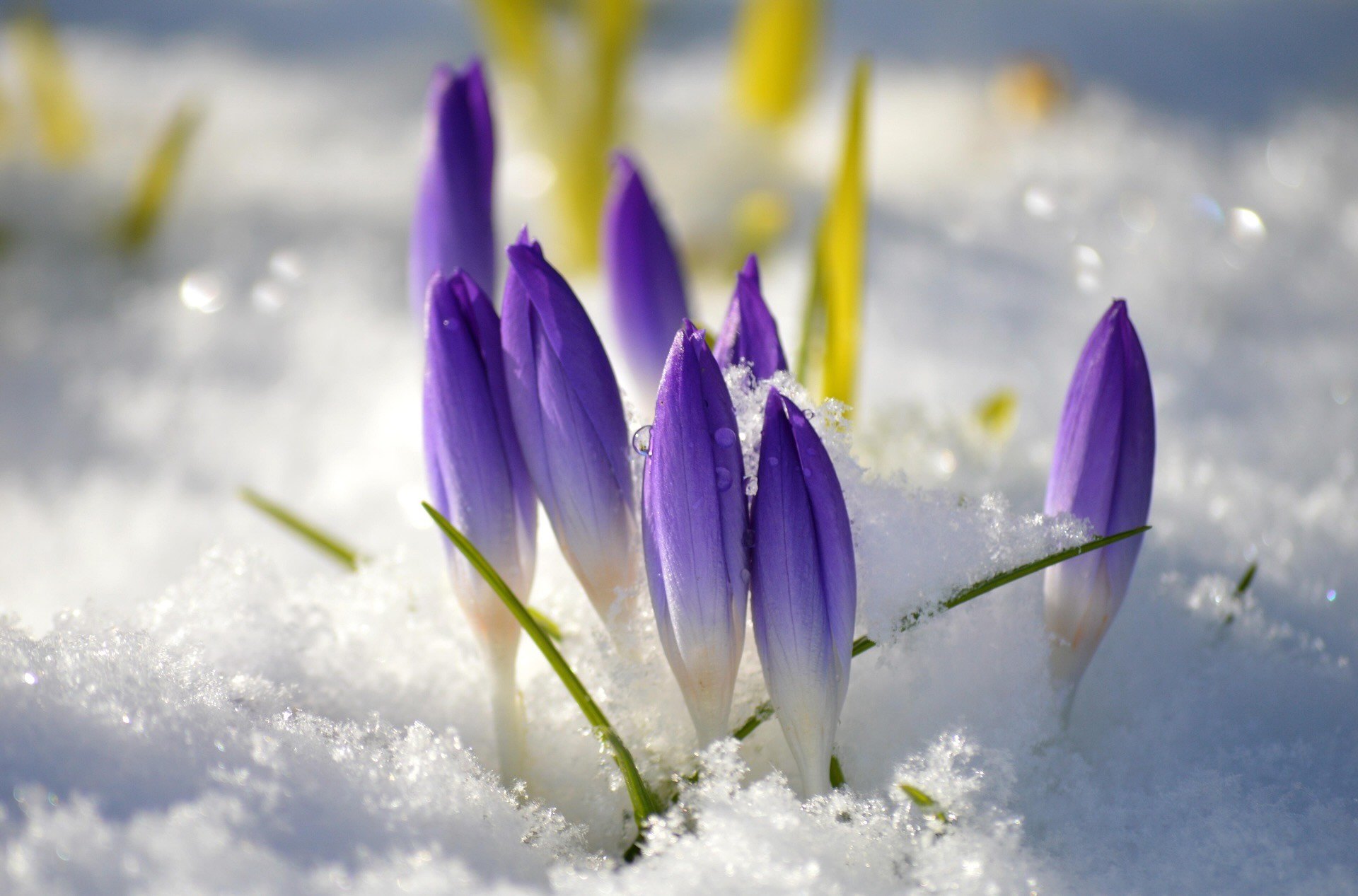 Crocuses, Flowers, Snow, Spring, Purple Flower, Nature, Plant