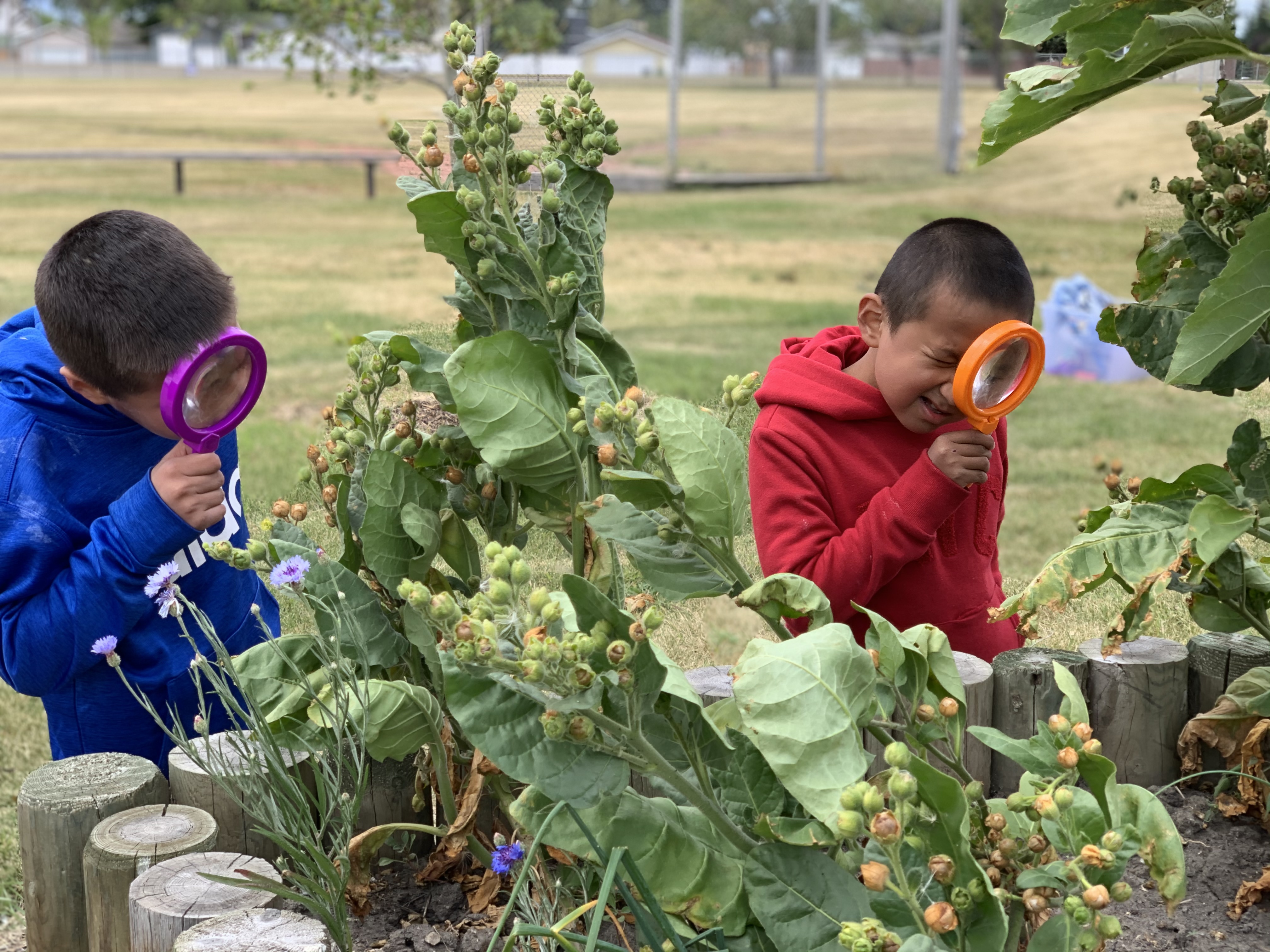 Medicine Garden - Niitsitapi Learning Centre